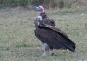 Lappet faced Vultures_ANL_4128